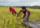 Babinsa Pasangkayu Perkuat Ketahanan Pangan Lewat Panen Padi